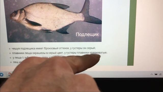 Глухих - Рыба густера или лещ ? @Iamdeaf смотреть онлайн