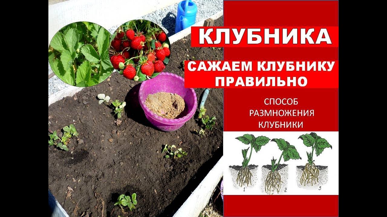 Тонкости посадки клубники 🍓Как Сажать Клубнику Правильно. СПОСОБ РАЗМНОЖЕНИЯ Клубники Весной смотреть онлайн