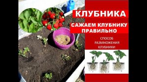 Тонкости посадки клубники 🍓Как Сажать Клубнику Правильно. СПОСОБ РАЗМНОЖЕНИЯ Клубники Весной