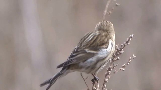 czeczotka (Acanthis flammea), Common Redpoll, Taigabirkenzeisig смотреть онлайн
