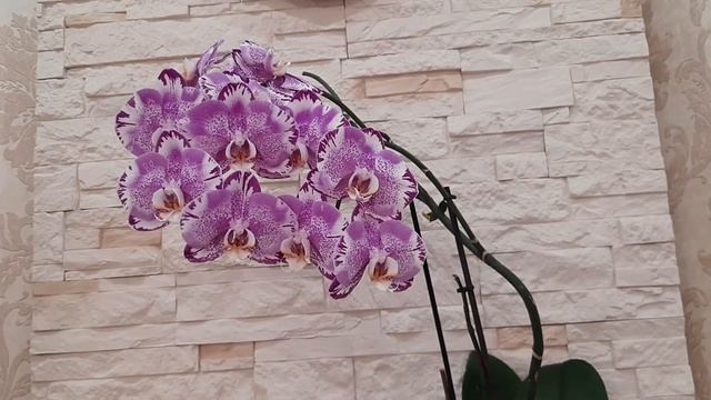 Орхидеи Гигант и малыш / Grandiflora Victorio, Multiflora Violet Queen смотреть онлайн