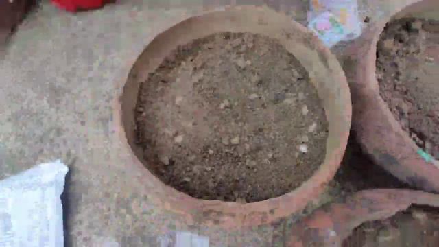 नबम्बर में उगायें सुंदर फूल ||online seed कैसे मिलते हैं || How to grow & care online seeds #garde смотреть онлайн