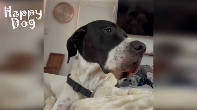 Funny Animals Videos ? - Funniest Cats and Dogs ?? 122 смотреть онлайн
