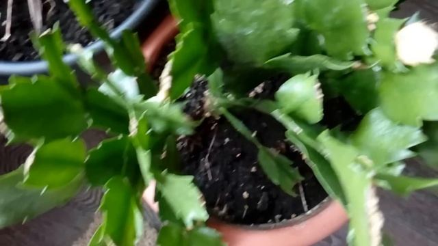 ДЕКАБРИСТ: ВЫГОНКА БУТОНОВ смотреть онлайн