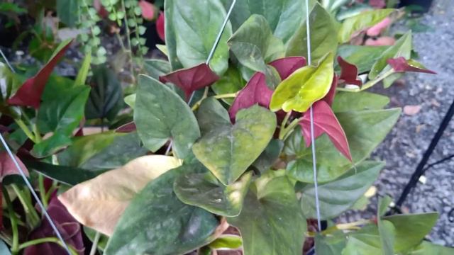 #พลูอินโดหลังแดง смотреть онлайн