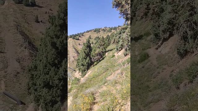 ангрен тог гуллари смотреть онлайн