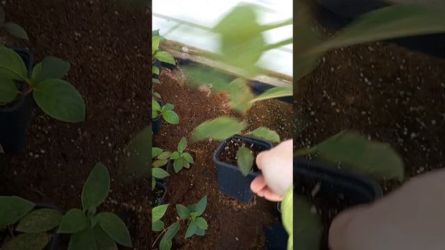 гортензия метельчатая сорт"Самарская Лидия " и другие смотреть онлайн