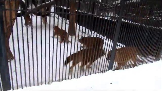 Красные волки 7.12.17г. смотреть онлайн