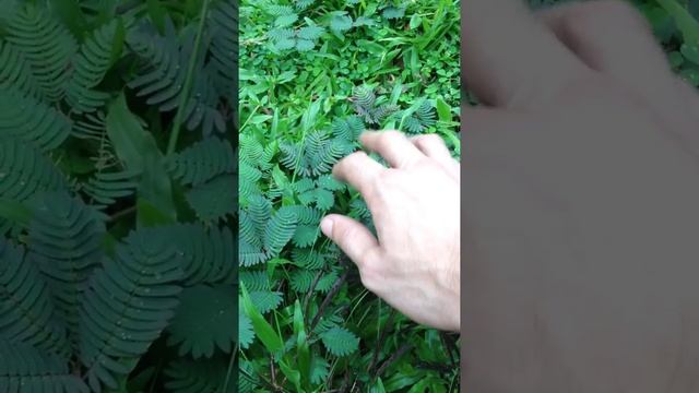 Мимоза стыдливая - чудо растение! смотреть онлайн