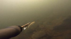 Подводная охота на Енисее в сентябре 2020