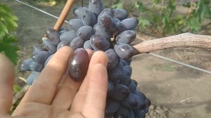 Виноград - Эталон .