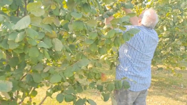 Фундук для средней полосы России. Сбор урожая фундука 42-19