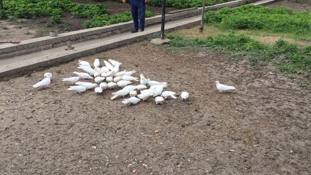 Голуби бакинские бойные 8(928)753-63-09 смотреть онлайн