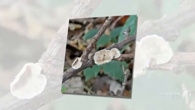 Stereum rameale - fungi kingdom смотреть онлайн