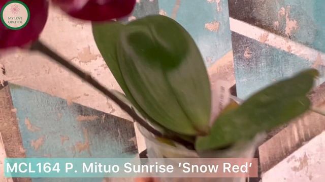 MCL164 P. Mituo Sunrise ‘Snow Red’ смотреть онлайн
