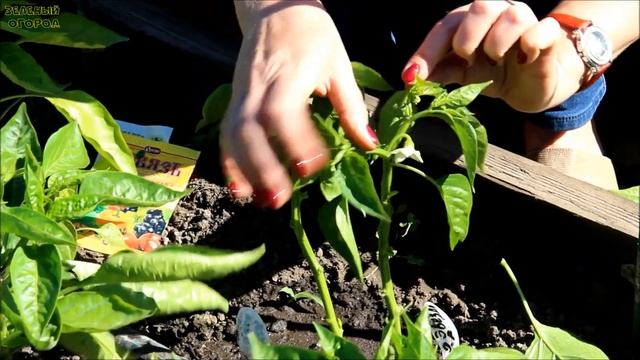 Выращивание ПЕРЦЕВ от посева до урожая! Советы от ЗЕЛЕНОГО ОГОРОДА! смотреть онлайн