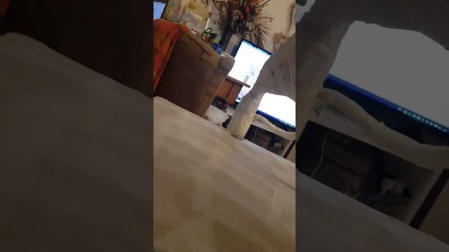 Граммофон из картона своими руками - 1 смотреть онлайн