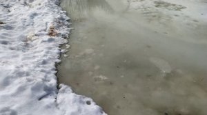 с первым весенним замором рыбы в своём пруду...