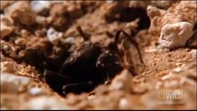 ТОП 10 САМЫХ ОПАСНЫХ НАСЕКОМЫХ 2020 смотреть онлайн