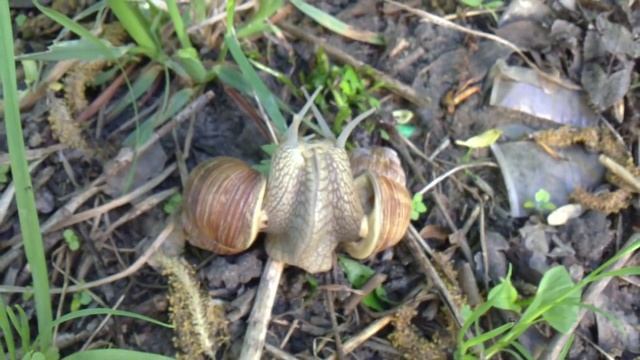 Садовые улитки делают это....MP4 смотреть онлайн