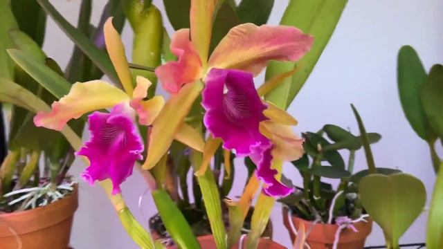 Hello, Cattleya Luminosa, Cattleya Triumphans (dowiana, Rex, Purpurata)