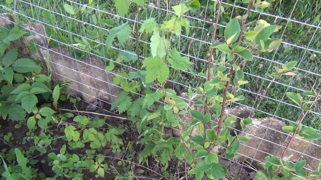 ПТИЦЫ СКЛЕВАЛИ КАПУСТУ смотреть онлайн