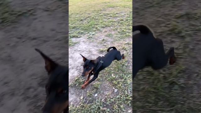 Прыгучий Цвергпинчер Рокки!!! Jumping Zwergpinscher Rocky!!! Minpin цверг смотреть онлайн