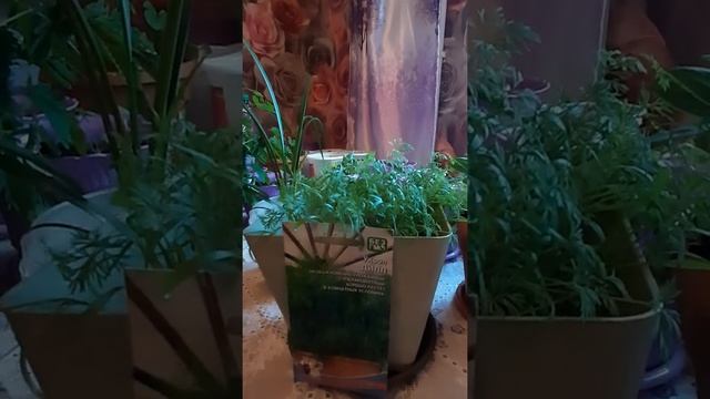 " ЭДЕМСКИЙ САД" : УКРОП В ГОРШКЕ НА ПОДОКОННИКЕ смотреть онлайн