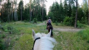 Конная прогулка в ЛЕС ? | КоноVLOG