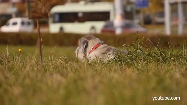 Миттельшнауцер