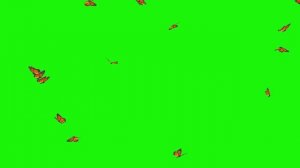 Футаж Бабочки Монарх на зеленом фоне