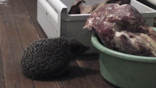 Обыкновенный ёж Кузя ест мясо) смотреть онлайн