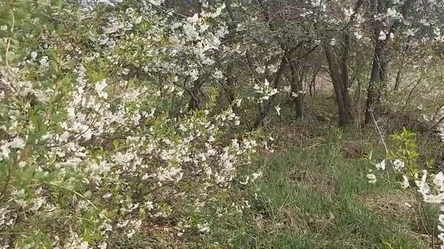 В зарослях бучемлянской вишни смотреть онлайн
