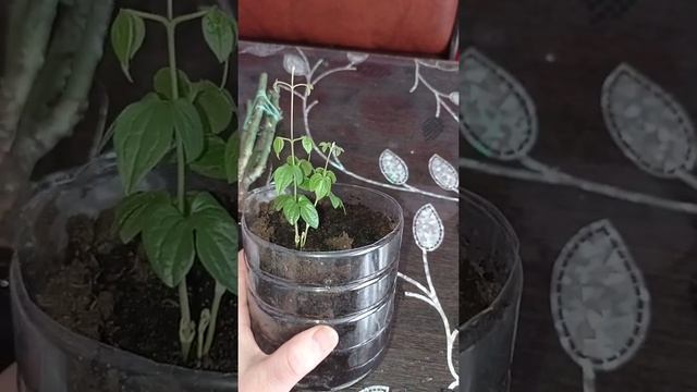 Роза Клайминг Блю Мун и роза чайно-гибридная Дабл Делайт смотреть онлайн