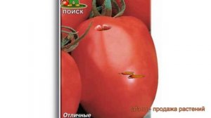 Томат обыкновенный Новичок розовый ? обзор: как сажать, семена томата Новичок розовый