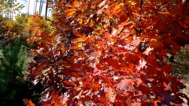 А в Киеве осень смотреть онлайн