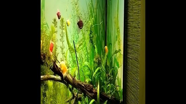Аквариумные растения. смотреть онлайн