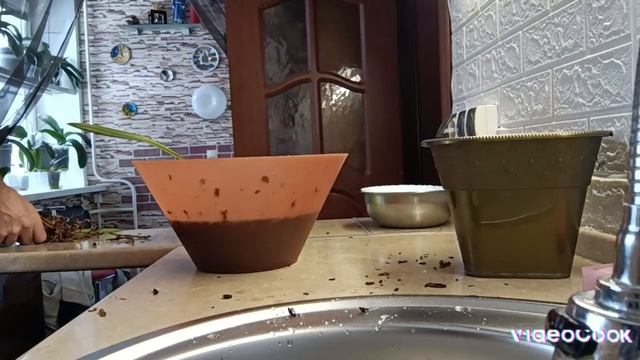 Влог? Пересадка орхидеи ЦИМБИДИУМ? Надеюсь выживет? смотреть онлайн