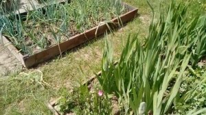 Мой красивый огород!