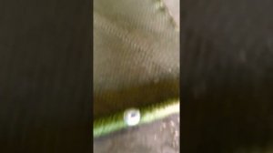 Бредень своими руками