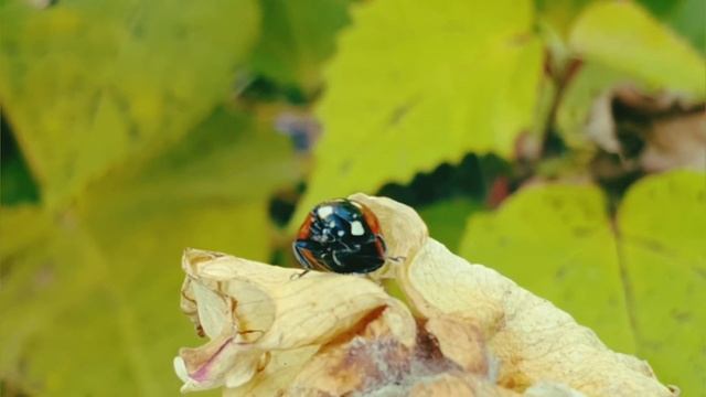 Как умываются божьи коровки смотреть онлайн