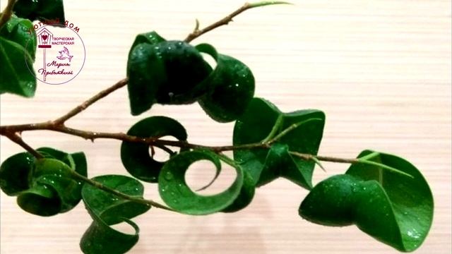 Фикус Бенджамина. Какие бывают фикусы Бенджамина. смотреть онлайн
