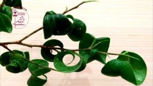 Фикус Бенджамина. Какие бывают фикусы Бенджамина.