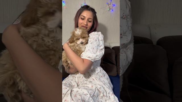 Мальтипу Кинг и Поцелуйка)) знакомство с щенками от 13.06.23) Москва💓 смотреть онлайн