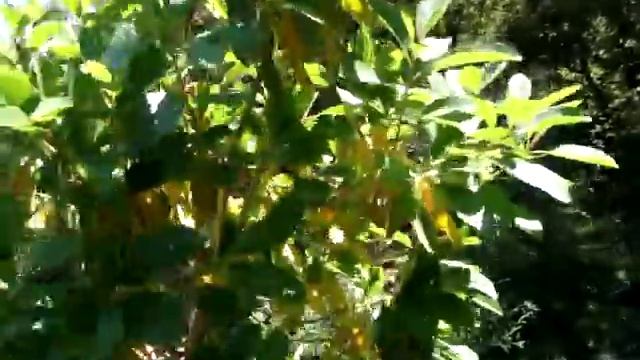 Крымские растения.Земляничник мелкоплодный (Arbutus andrachne) смотреть онлайн