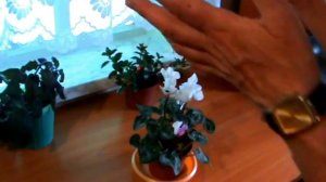 Моя маленькая хитрость:как заставить ЦИКЛАМЕН (Cyclamen) цвести !!! Уход в домашних условиях