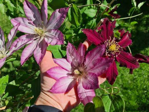 Из-за ЭТИХ 5 причин Ваш КЛЕМАТИС не цветёт! Поможем ему исправится! смотреть онлайн