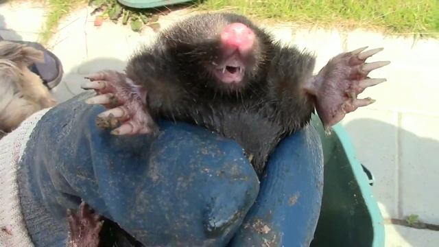 Самый необычный Зверь | Удивительная природа смотреть онлайн