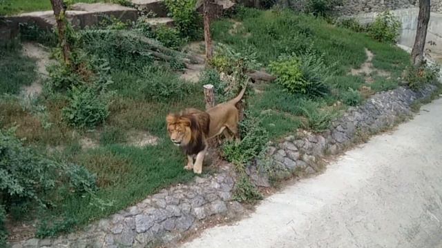 Хроники киевского зоопарка. Львы смотреть онлайн