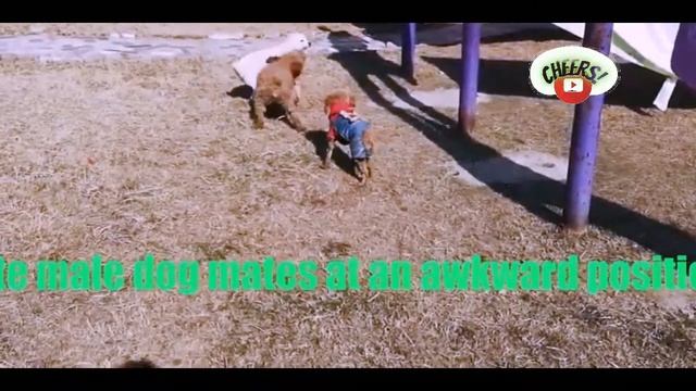 Dogs Technique To Mating Puppy For Love Success With Safe and Sound | Dogs mating , CC смотреть онлайн